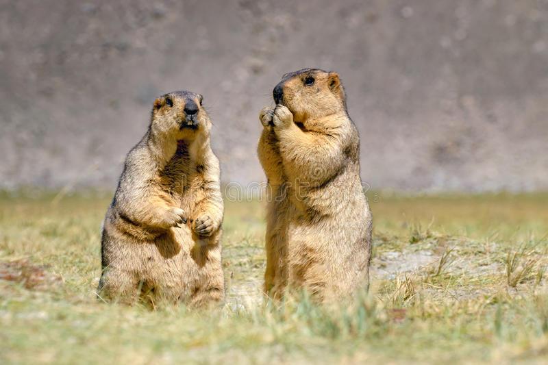 Himalayan Marmot